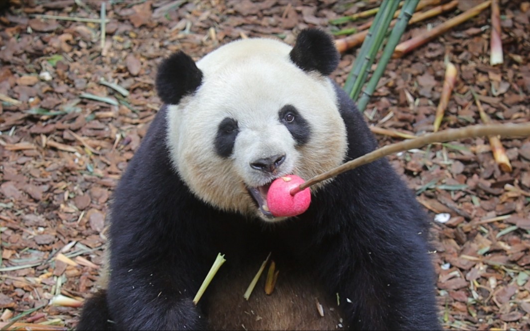 肉肉才不会告诉你为什么梅兰一天吃了两次苹果.【大熊猫】