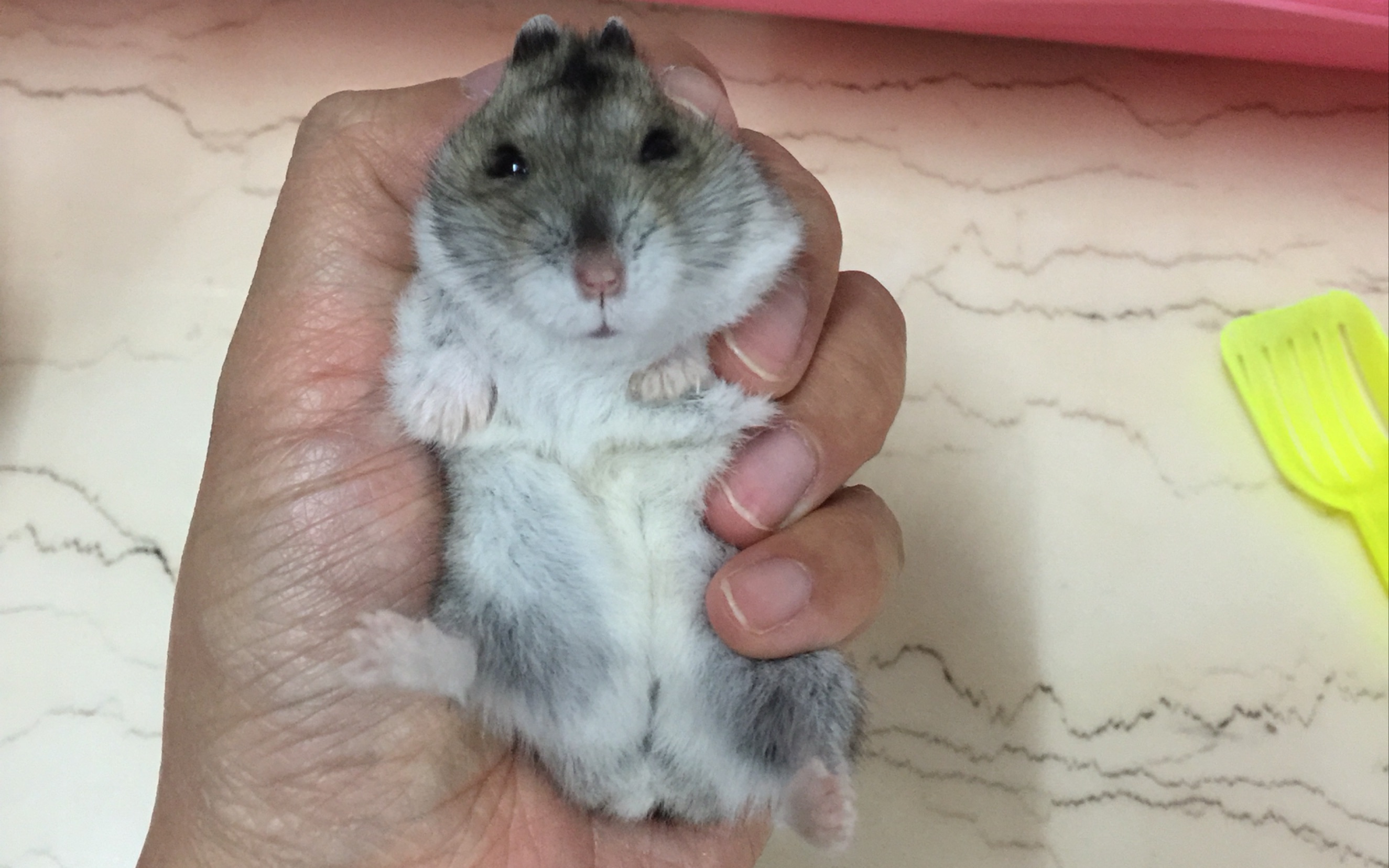 【仓鼠-三线】三儿子傻猪的最长视频,撸到后面有惊喜