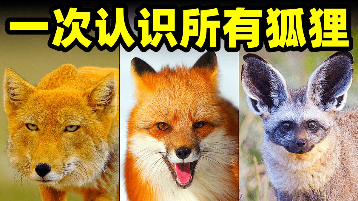 长相优雅实际上生存能力爆表的狐狸，是狗狗的亲戚