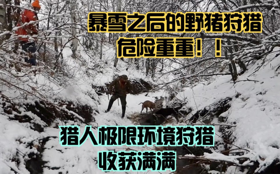 [图]狩猎中的雪中美景，收获巨大野猪，雾凇让人神往，刺激又不失端雅