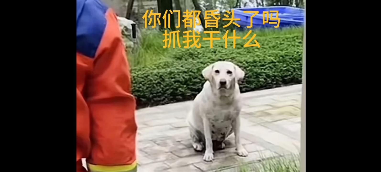 “大型冤案成都咬人黑犬事件之被冤枉的白犬”白犬:“我是来劝架的”哔哩哔哩bilibili