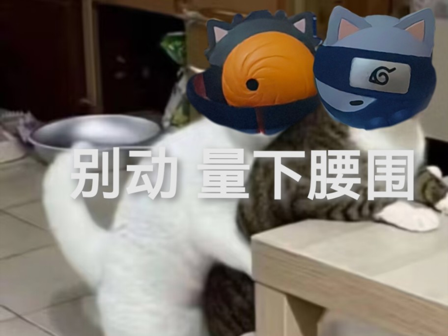 【带卡】也是拍上猫片了