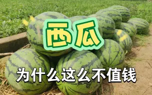 Download Video: 西瓜为什么这么便宜？