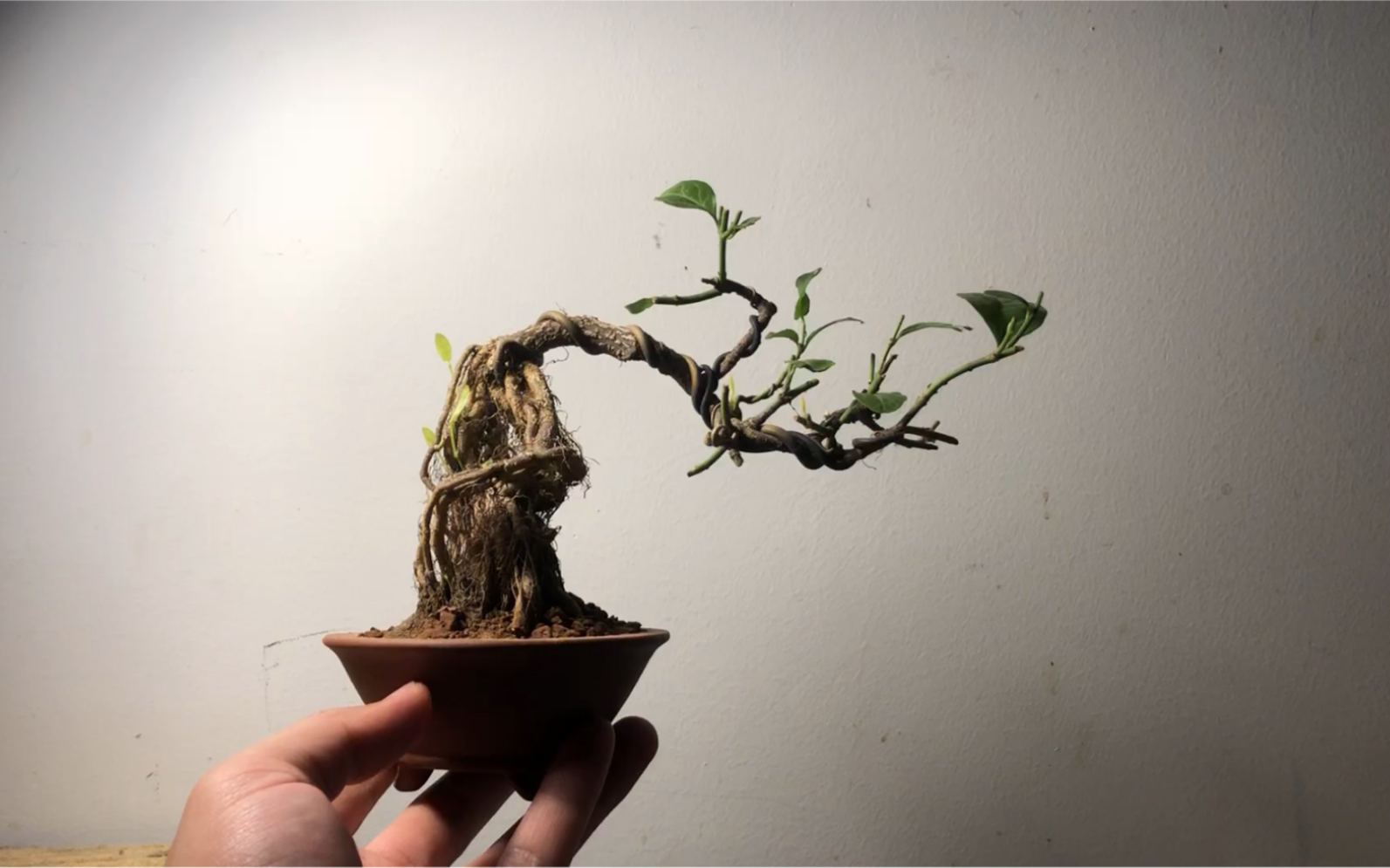 【扶芳藤】_哔哩哔哩_bilibili