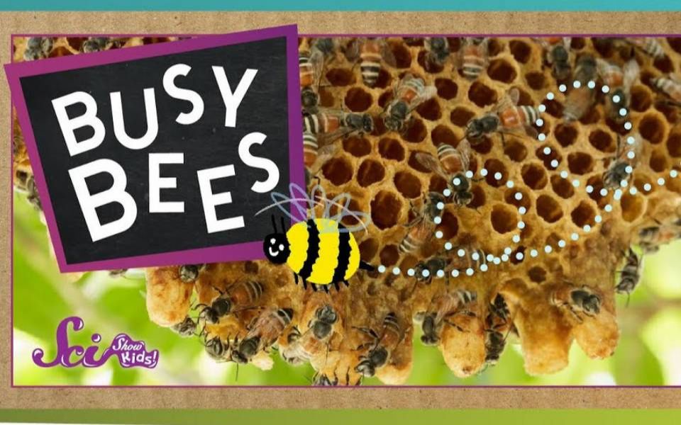 [图]忙碌的蜜蜂 Busy Bees