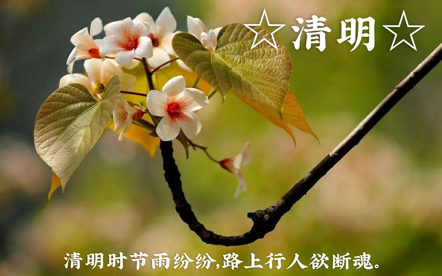 【清明】☆清明时节雨纷纷,路上行人欲断魂