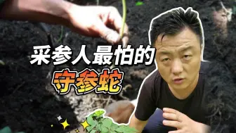 下载视频: 相传在野山参旁必有大蛇护参，现实中的人参地里也经常有蛇出没，到底是什么原因呢？