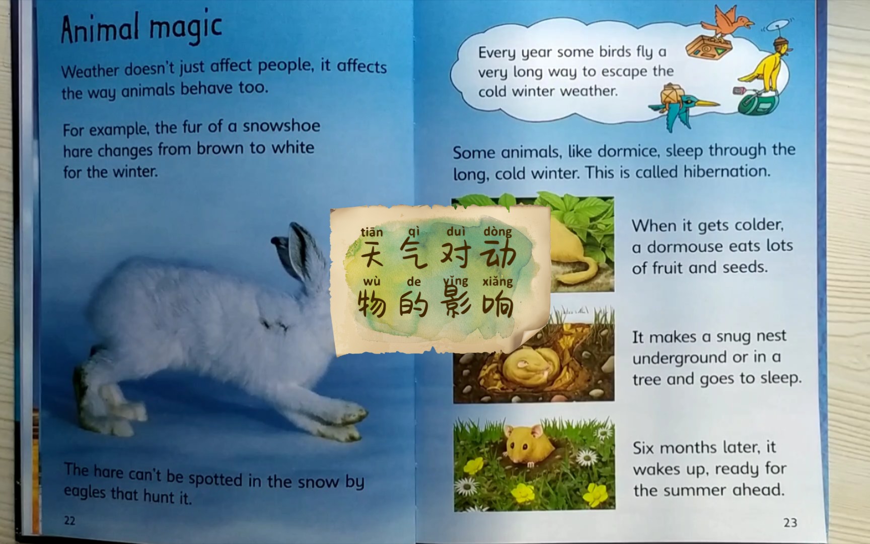 活动作品天气10天气对动物的影响