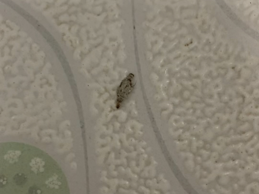 这是什么虫?半夜上厕所看到的,识图一圈没试出来