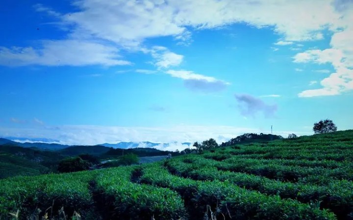 [图]杨老师葫芦丝演奏《茶山情》