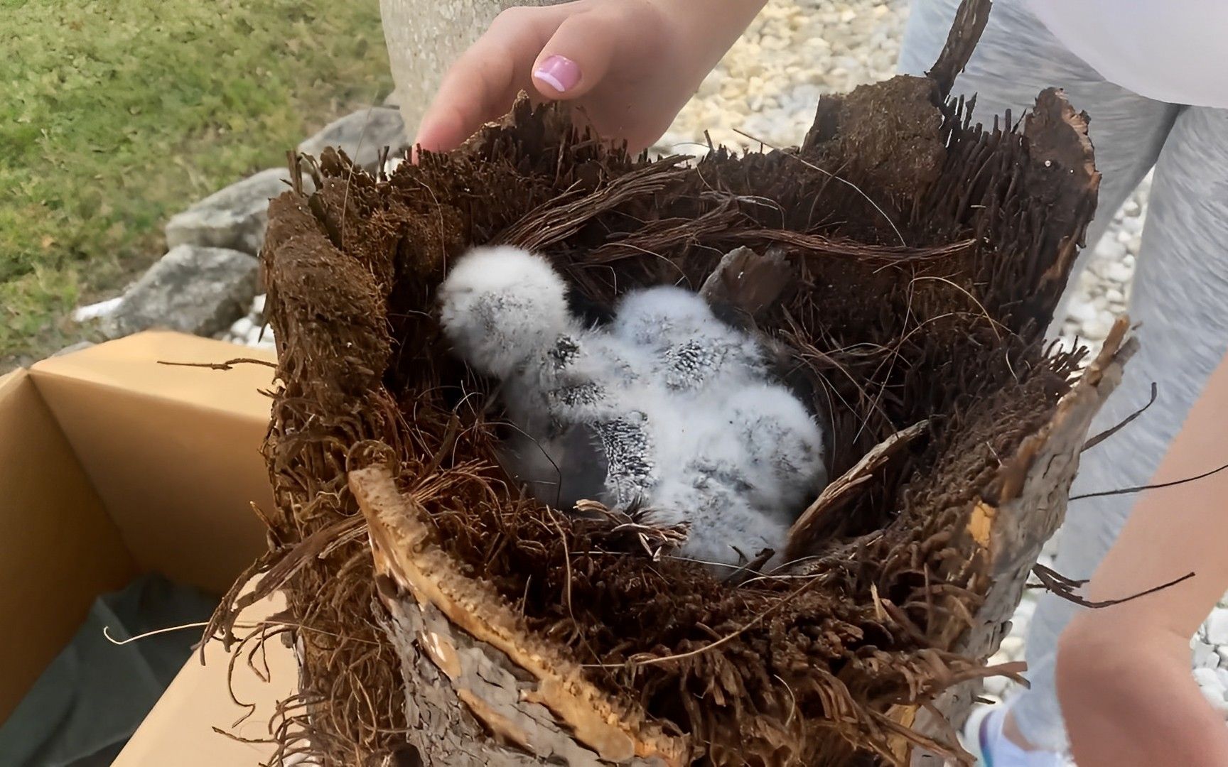 网友砍树时在树洞里发现了一窝小猫头鹰