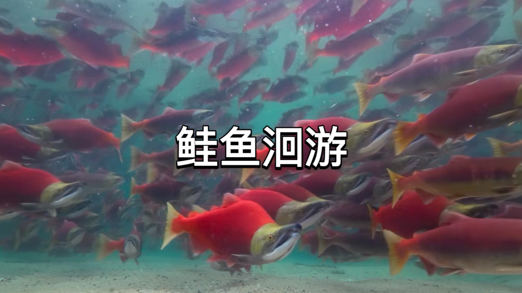 今天讲一个鲑鱼的故事吧