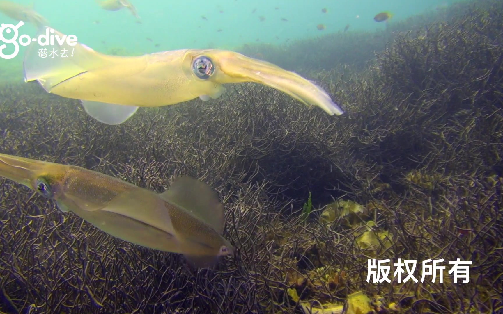 枪乌贼的秘密人生 Reef Squid Laying eggs哔哩哔哩bilibili