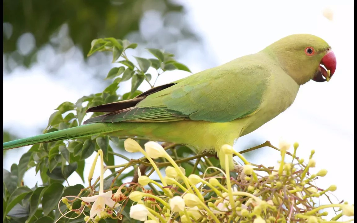 月轮鹦鹉的叫声