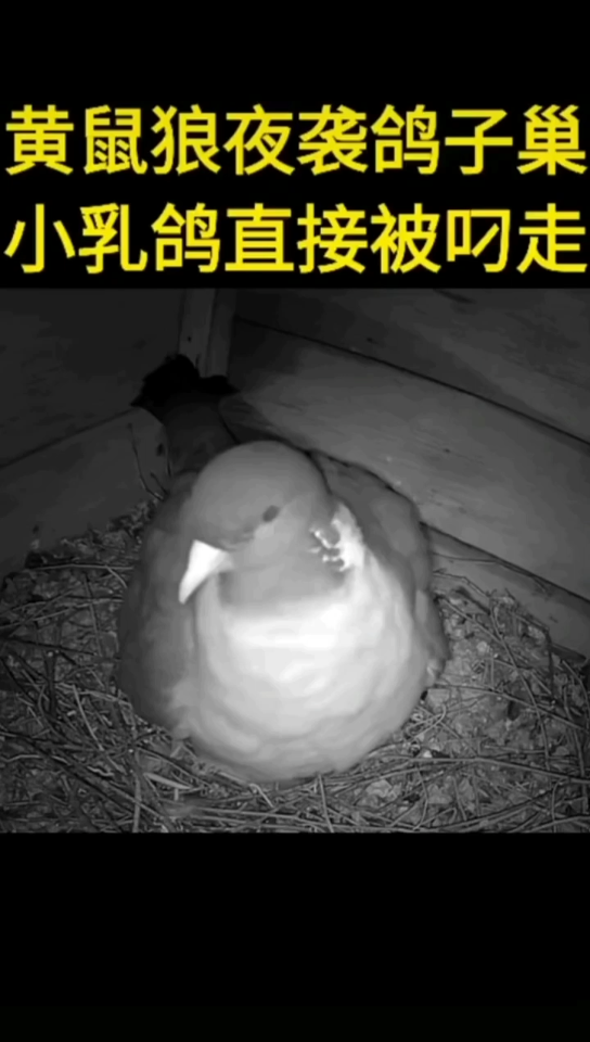黄鼠狼夜袭鸽子窝