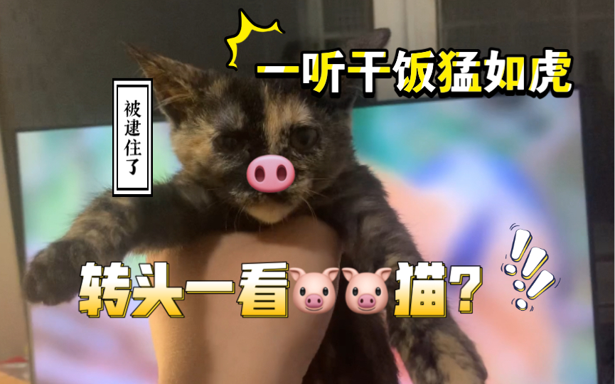 流浪猪猪猫真的啥都吃吗?哔哩哔哩bilibili