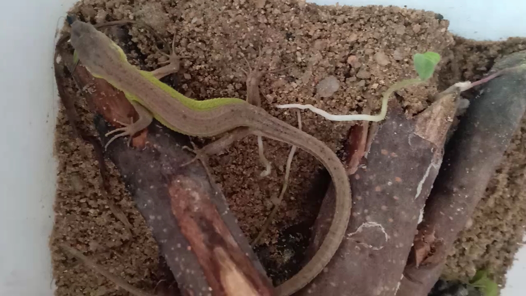 草蜥进食悦鸣草螽