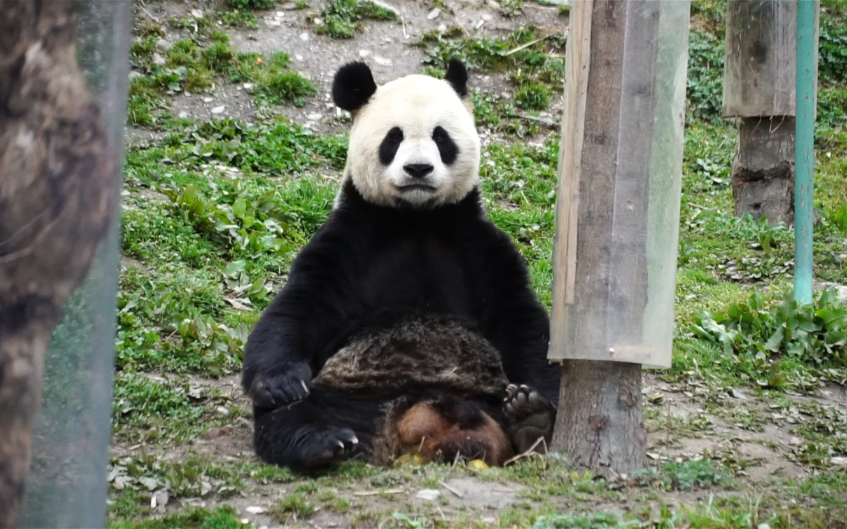 活动作品大熊猫依宝打坐中勿扰