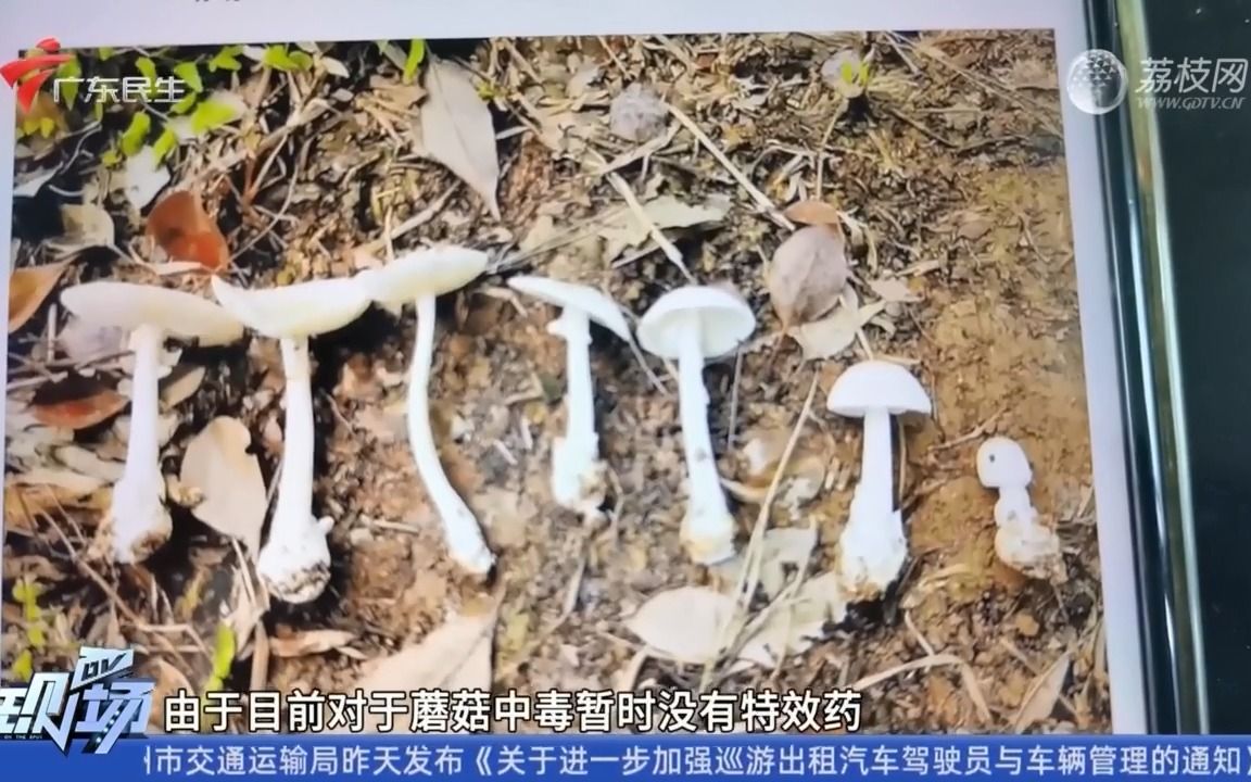 【粤语新闻】深圳宝安:误吃路边采摘毒蘑菇 一家三人中毒送院哔哩哔哩bilibili