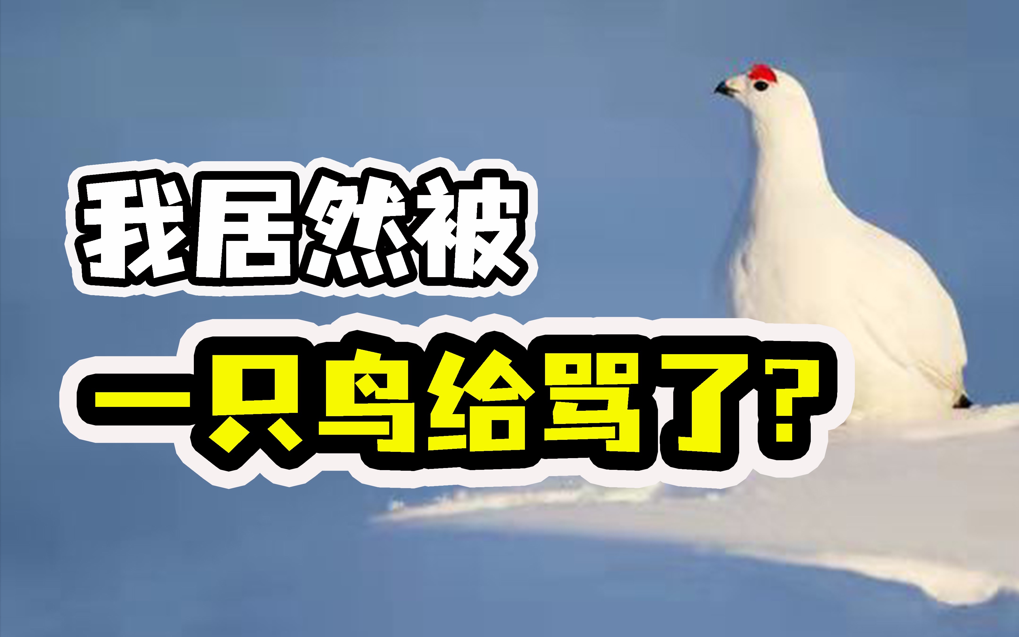 这只鸟居然会骂人?盘点那些颠覆你认知的生物