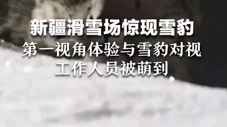 滑雪场惊现雪豹,圆圆的脑袋,有点萌哔哩哔哩bilibili