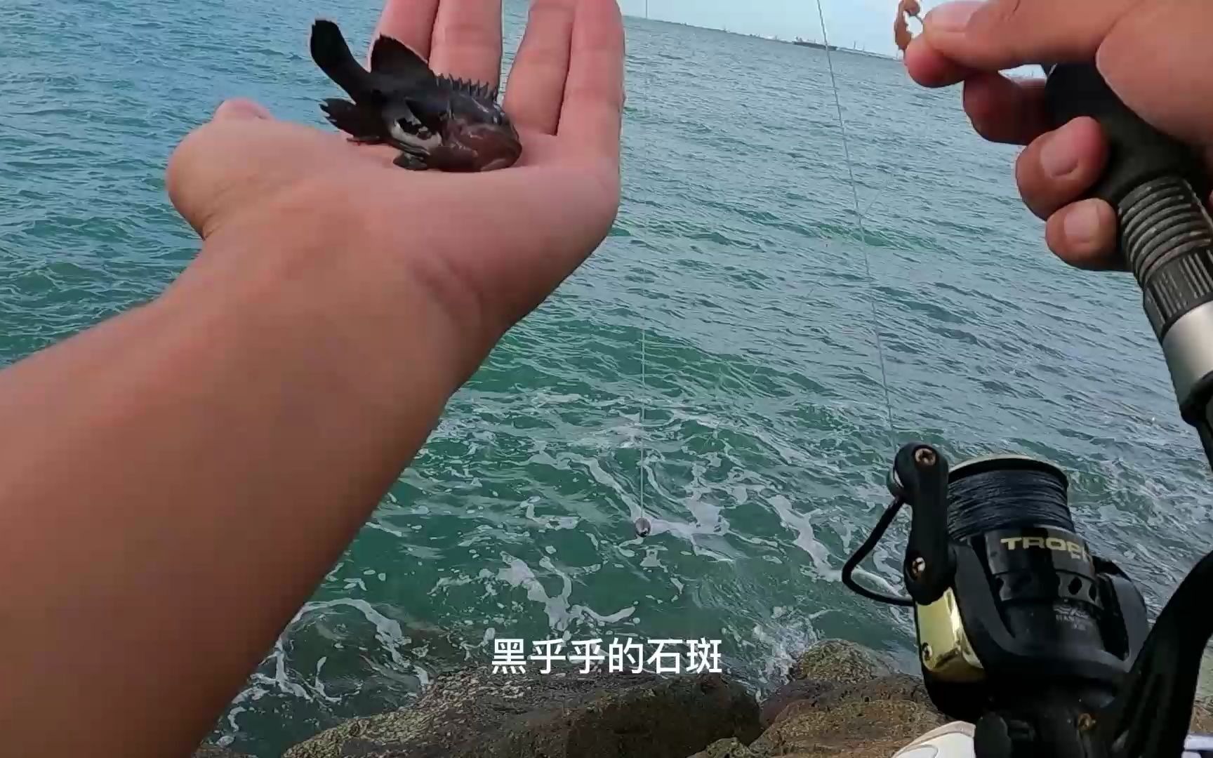 呱呱叫的鱼没想到还能长这么大