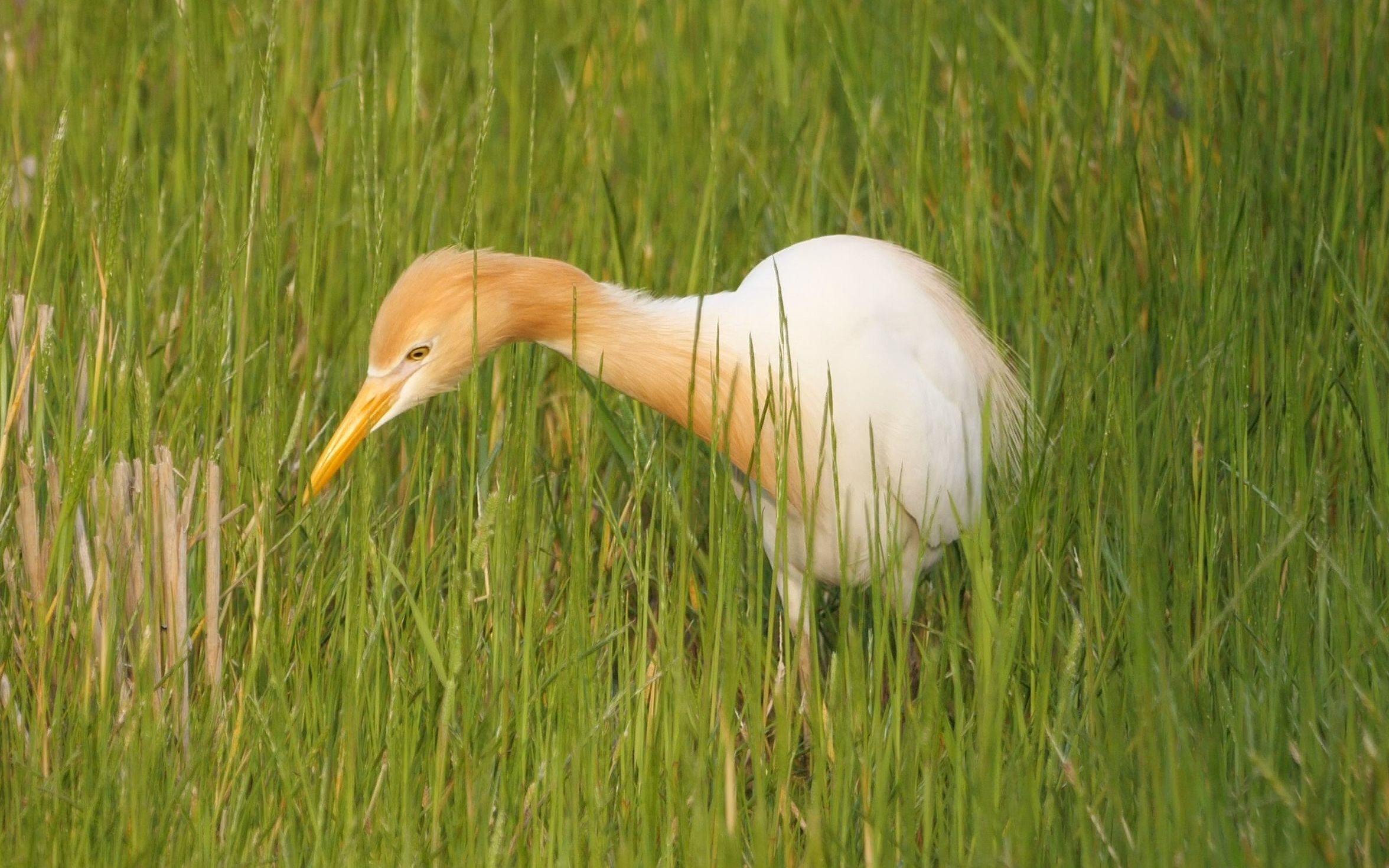 牛背鹭在田里搜寻猎物,一发现,便摇晃脖子,将脑袋发射出去(狗头.jpg)