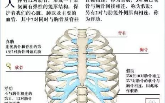 [图]【吴维叔】武术基础拳 合并版