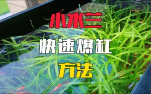 水兰只要你这样养，几个月就能养爆缸