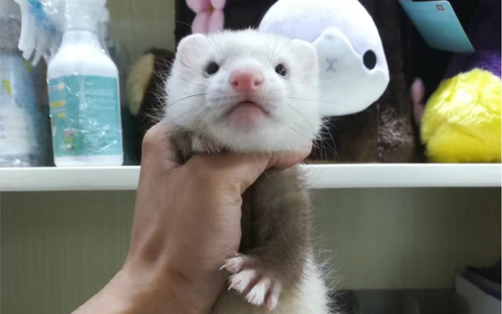 奶茶色安格鲁貂,取名为皮蛋,和大家第一次见面啦～～_哔哩哔哩_bili