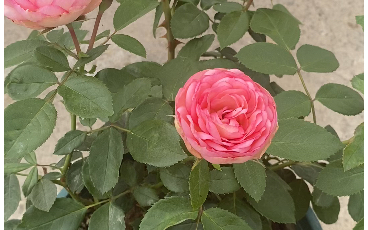 卡拉泡泡_哔哩哔哩_bilibili