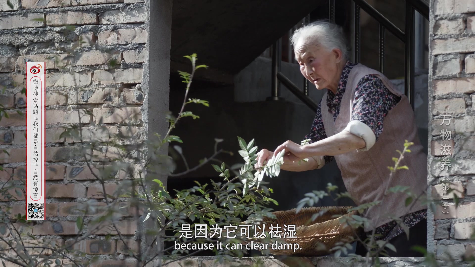 万物滋养第二季森林篇4当山椒素触碰到身体血管扩张血液加速循环细胞