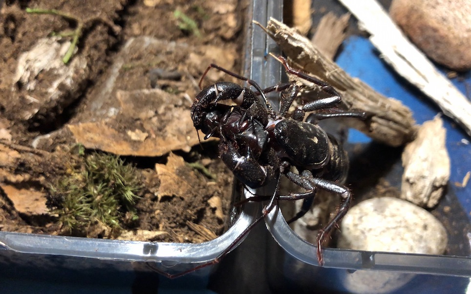 【鞭蝎】大醋牛奇妙越狱捕食