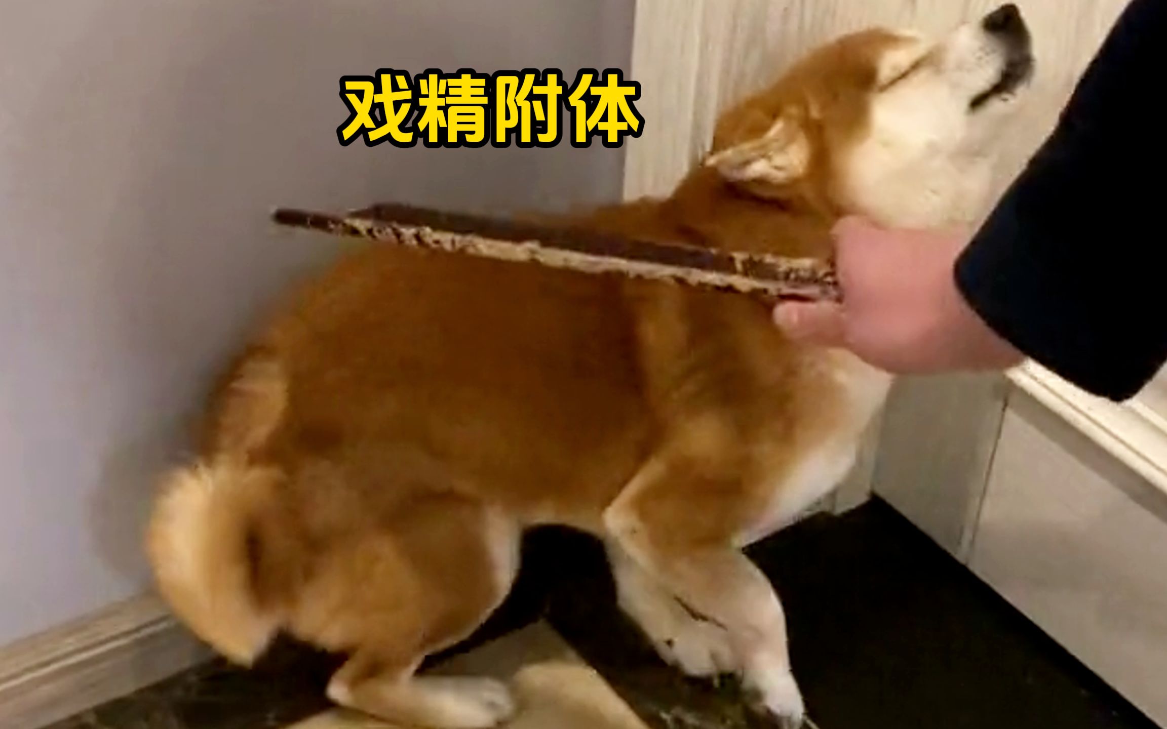 “这狗不去做演员可惜了!”-bili大喵小汪-bili大喵小汪-哔哩哔哩视频
