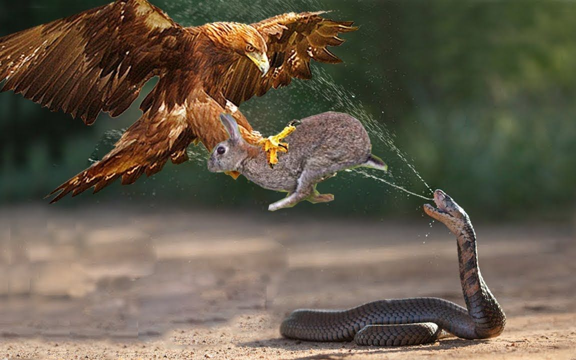 兔子不幸遇上凶猛的鹰,不平等的战斗预示着兔子的一生