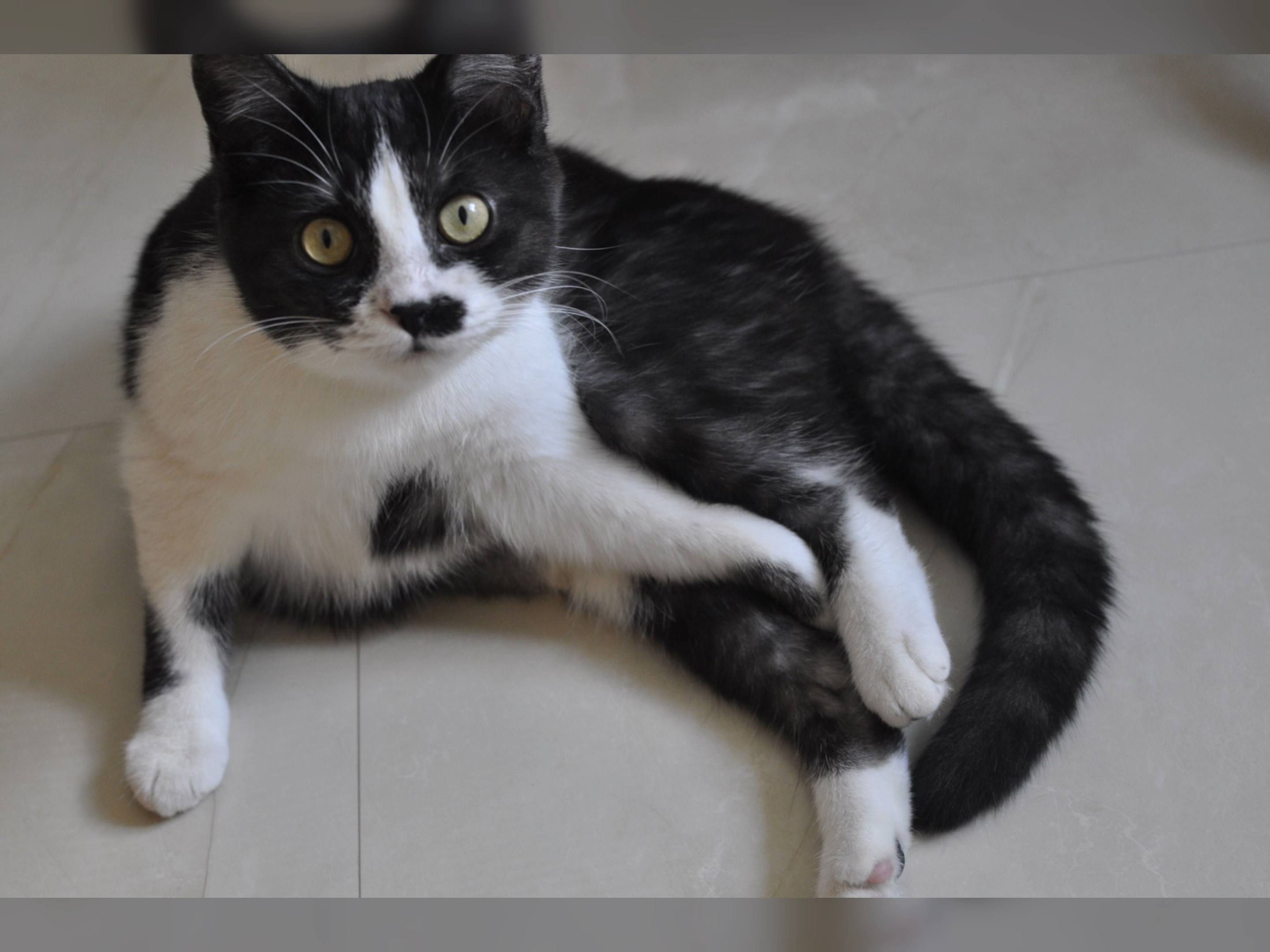 我家的姐妹花猫子太可爱.