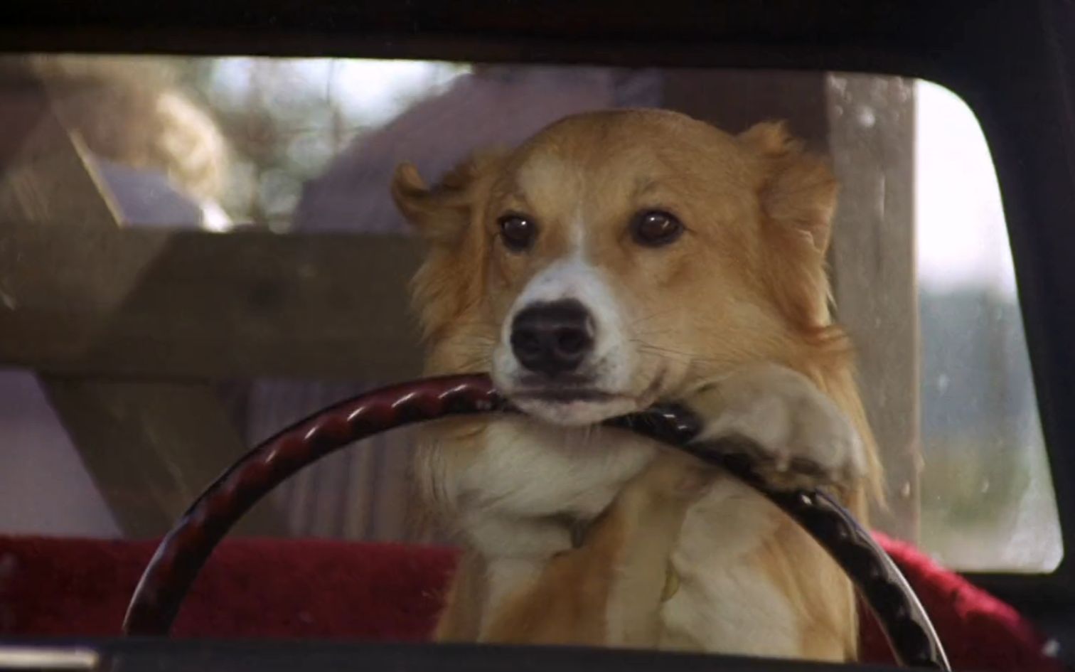 灵犬宾果 狗狗为了找到主人学会开车,千里跋涉,进监狱,斗劫匪_哔哩