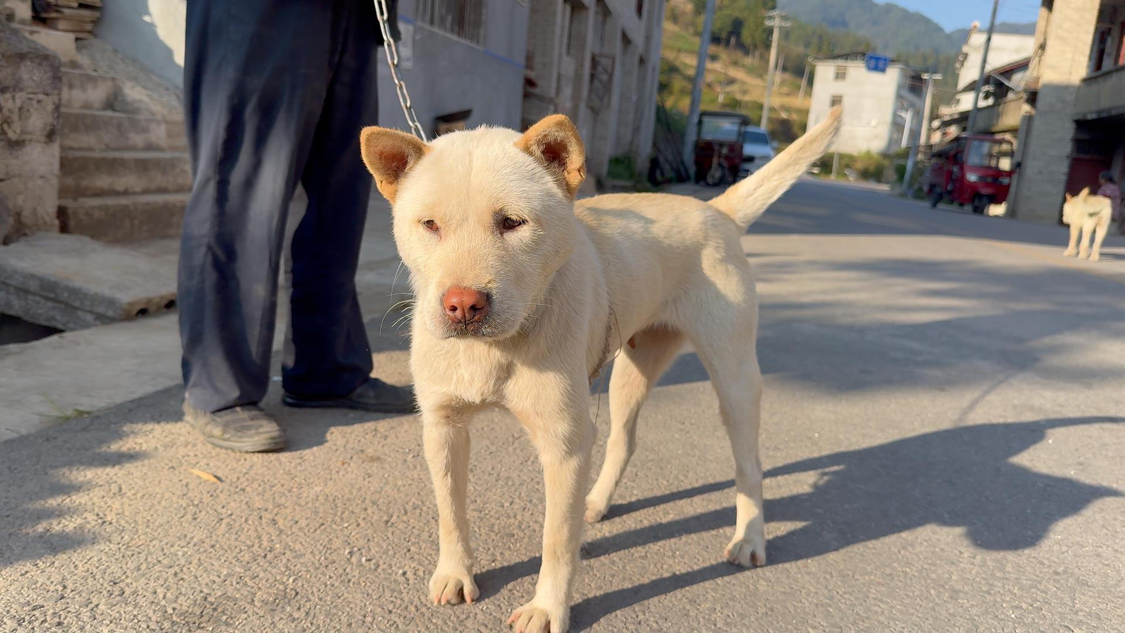 从江犬图片图片