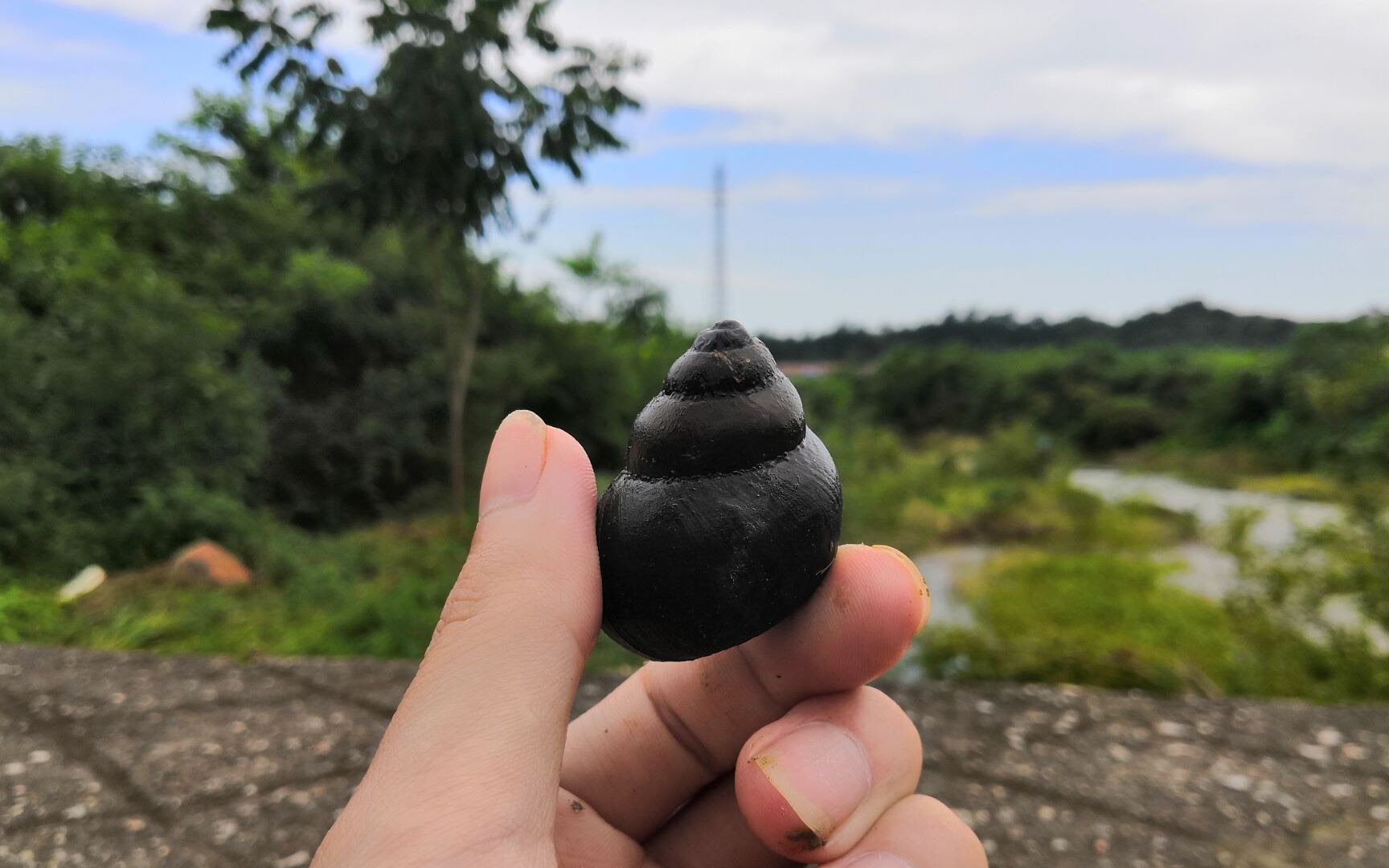 【螺丝】你有多久没去河里捡过螺丝了 让up带你去看看河里的那些奇妙