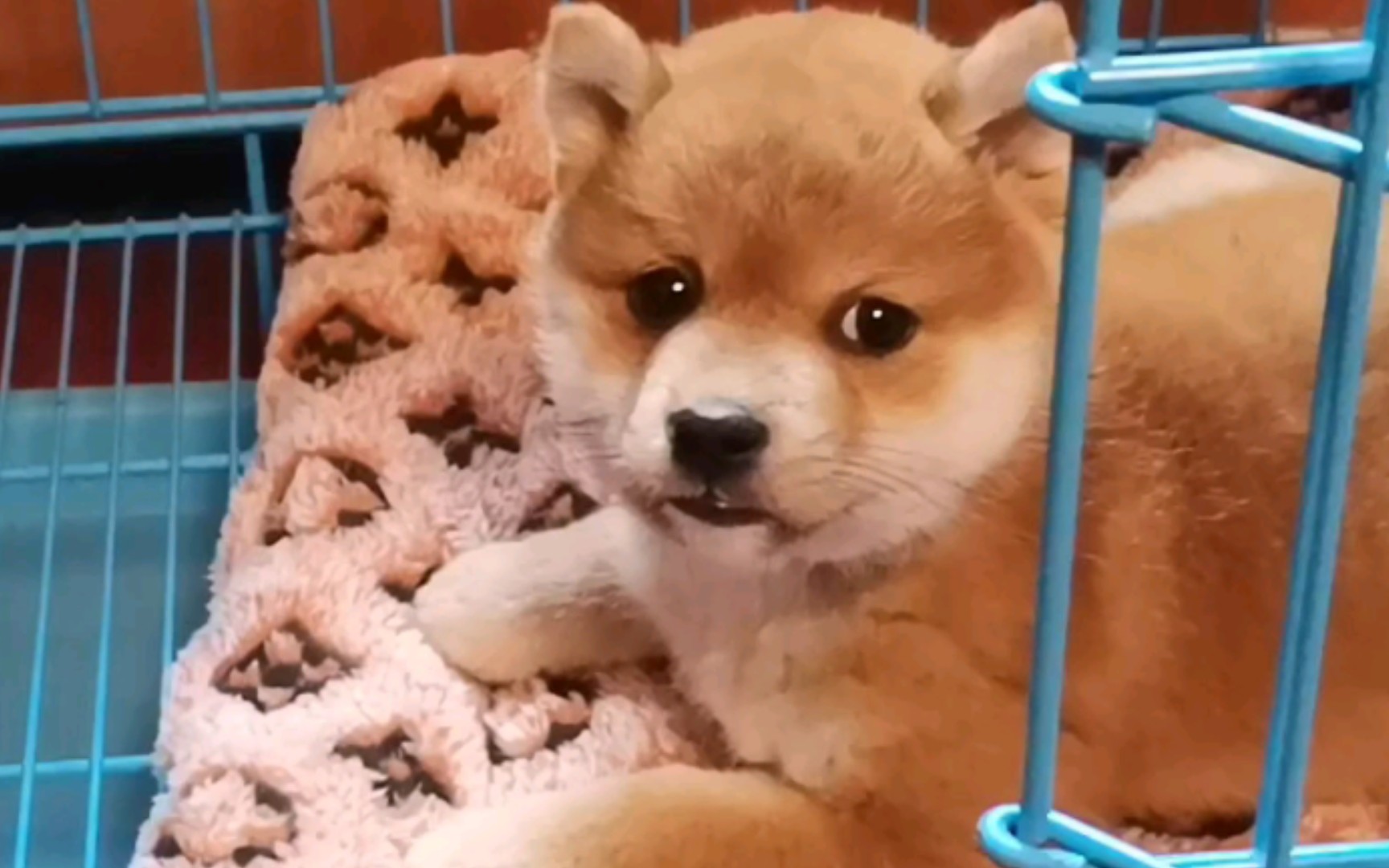 帮我给我的小柴犬取个名字吧