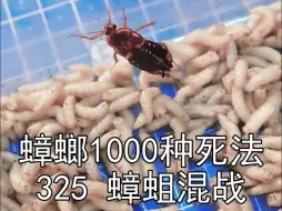 Скачать видео: 1000只蟑螂和1000条蛆，打群架，这结局是万万没想到啊，那是挂了吗？