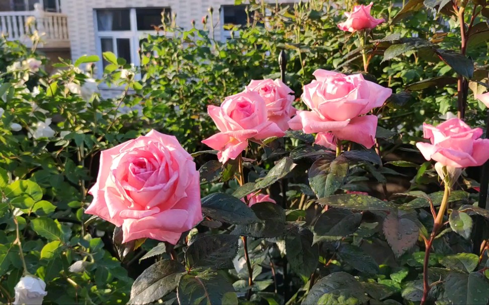 夕阳下的月季花宫娜法版