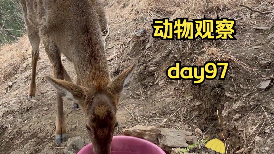 Day97 | 在山上放一盆水，让动物们喝上水。