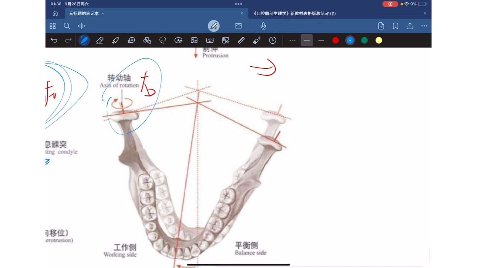 自学口解,以讲代背(颞下颌关节运动5)