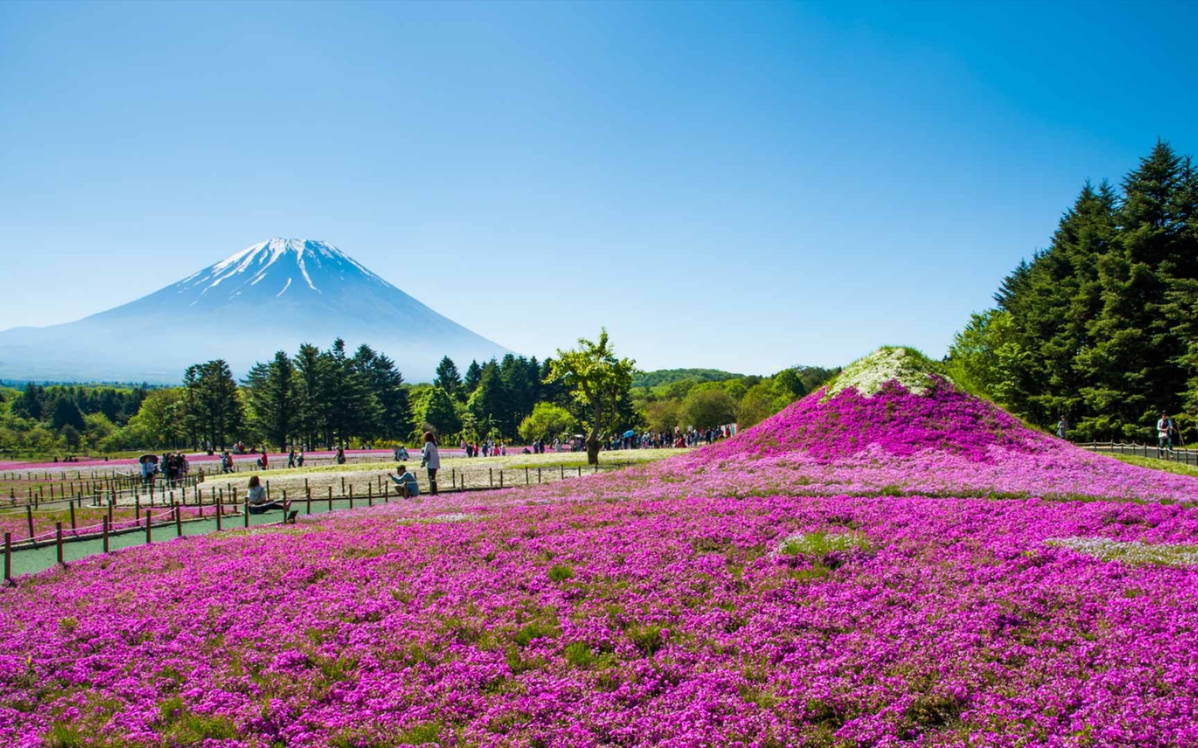 富士山与丛生福禄考花田,日本山梨县 (08 srinil/shutterstock)
