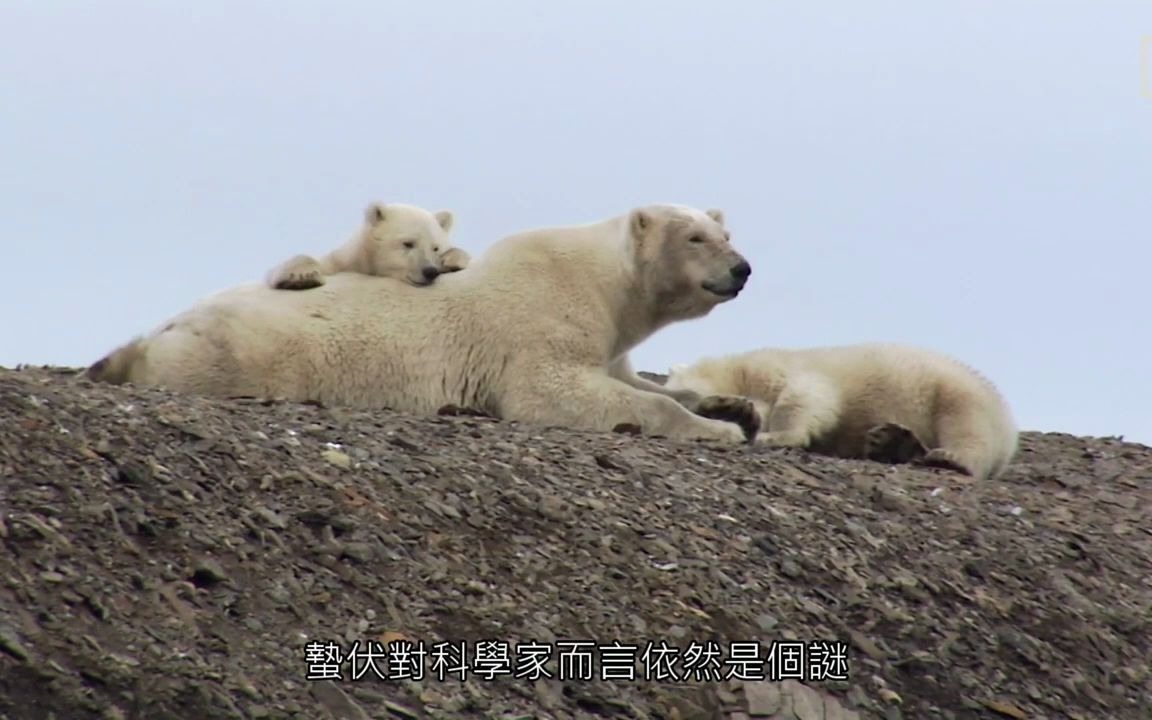 [图]小动物为什么要冬眠呢？》嘤嘤嘤