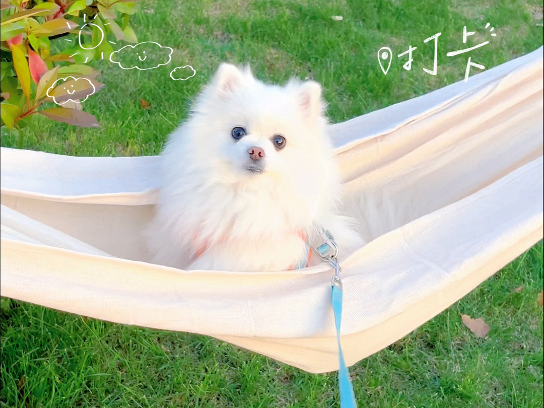 小五子太太太可爱了!治愈系小狗来惹!