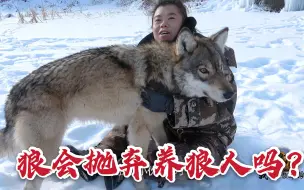 Скачать видео: 突发情况狼会抛弃养狼人吗？大姐雪地“晕倒”，狼野外护主太贴心