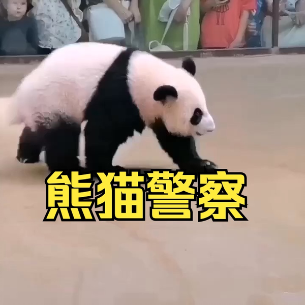 喀秋莎化身熊猫警察_哔哩哔哩_bilibili