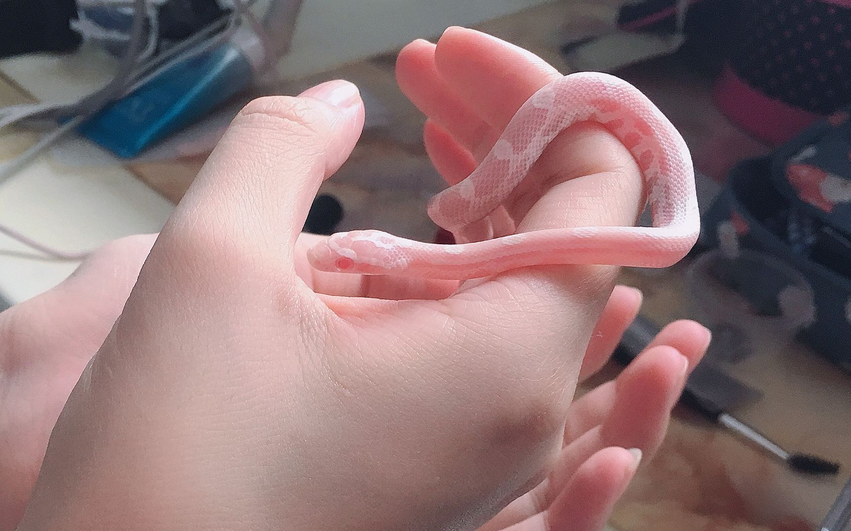 【珊瑚雪白玉米蛇开箱】这tm才叫手镯